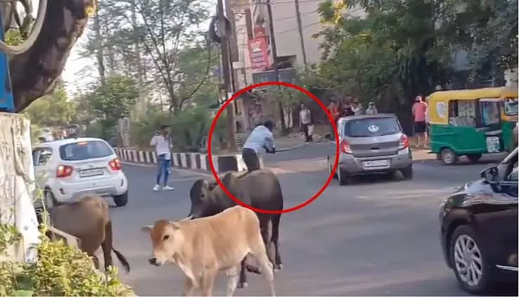 Bhopal : 12 नंबर मार्केट में शराबी ने चलती गाड़ियों पर डंडे से हमला किया Bhopal : 12 नंबर मार्केट में शराबी ने चलती गाड़ियों पर डंडे से हमला किया