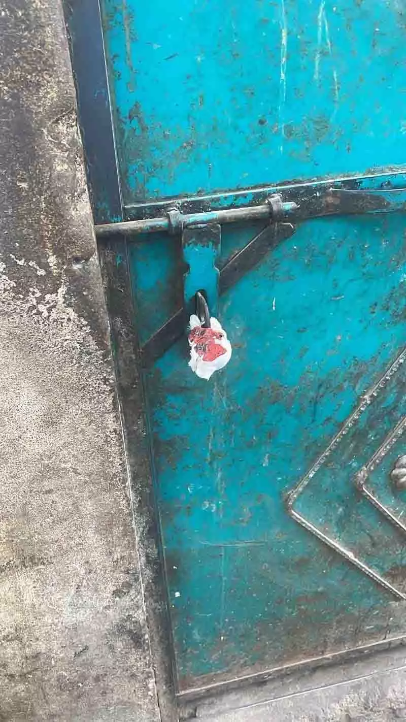 Ludhiana: तस्करों के बाद अब झपटमार और लुटेरे भी जांच के दायरे में Ludhiana: तस्करों के बाद अब झपटमार और लुटेरे भी जांच के दायरे में