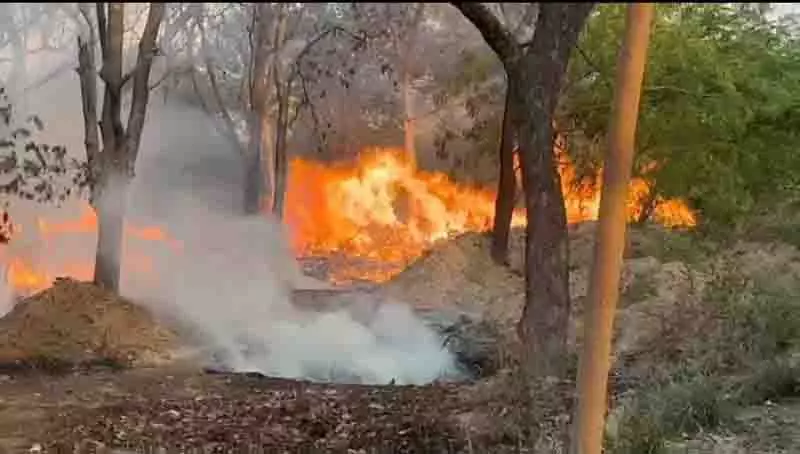 Mohali के नेचर पार्क में आग लगने से कई पेड़ जल गए Mohali के नेचर पार्क में आग लगने से कई पेड़ जल गए