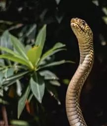 कर्नाटका सरकार ने snakebite से हुई मौतों का जिला स्तर पर ऑडिट करने का आदेश दिया कर्नाटका सरकार ने snakebite से हुई मौतों का जिला स्तर पर ऑडिट करने का आदेश दिया