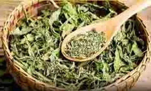 Health: संजीवनी है ये हरी पत्ती, शुगर हो या कोलेस्ट्रॉल सब रहेगा कंट्रोल Health: संजीवनी है ये हरी पत्ती, शुगर हो या कोलेस्ट्रॉल सब रहेगा कंट्रोल
