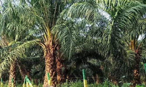Chittoor में पाम ऑयल की खेती में तेजी Chittoor में पाम ऑयल की खेती में तेजी