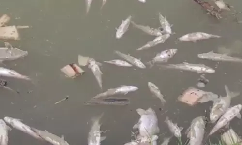 Balrampur: कन्हर नदी में जहरीले पदार्थ डालने से मछलियों की मौत, इलाके में बढ़ा आक्रोश Balrampur: कन्हर नदी में जहरीले पदार्थ डालने से मछलियों की मौत, इलाके में बढ़ा आक्रोश
