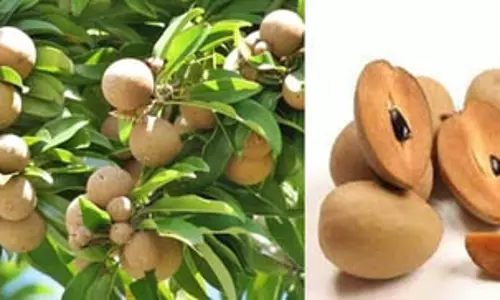 जीआई टैग पाने वाले गुजरात के अमलसाड़ चीकू में क्या है खास? जीआई टैग पाने वाले गुजरात के अमलसाड़ चीकू में क्या है खास?