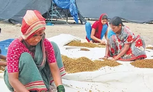 किशमिश की कीमत में वृद्धि: चार साल बाद, उत्तर कर्नाटक के अंगूर उत्पादकों के चेहरे पर मुस्कान किशमिश की कीमत में वृद्धि: चार साल बाद, उत्तर कर्नाटक के अंगूर उत्पादकों के चेहरे पर मुस्कान