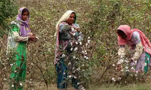 Punjab: बठिंडा का जिनिंग उद्योग मंदी की चपेट में