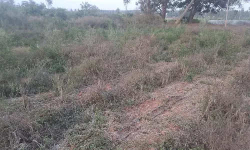 जमीन में गिरी अदरक: किसान संकट में