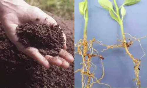 Hyderabad: पौधों के माइक्रोबायोम में मिट्टी की भूमिका पौधों की आनुवंशिकी से भी अधिक महत्वपूर्ण Hyderabad: पौधों के माइक्रोबायोम में मिट्टी की भूमिका पौधों की आनुवंशिकी से भी अधिक महत्वपूर्ण