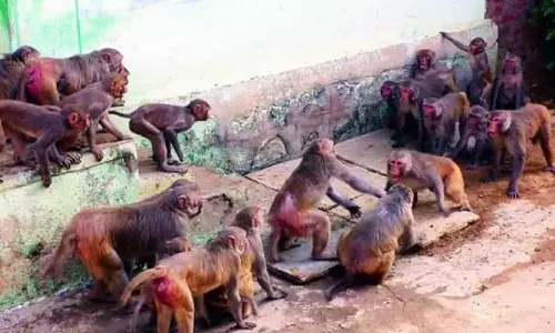 Khammam में सैकड़ों की संख्या में बेखौफ बंदरों ने किसानों पर हमला किया