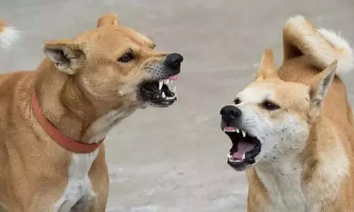 आवारा कुत्ते के काटने से पांच साल की बच्ची को टीका लगने के बावजूद रेबीज ; बहुत गंभीर हालत में आवारा कुत्ते के काटने से पांच साल की बच्ची को टीका लगने के बावजूद रेबीज ; बहुत गंभीर हालत में