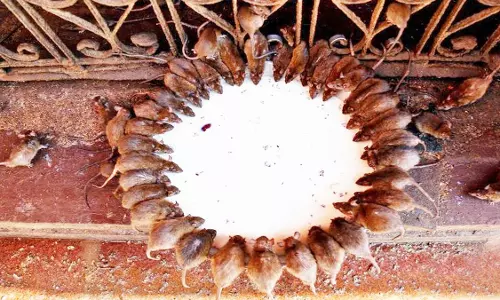 Karni Mata Temple के रहस्यों से उठता पर्दा, जानिए अद्भुत तथ्य Karni Mata Temple के रहस्यों से उठता पर्दा, जानिए अद्भुत तथ्य