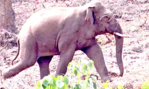 अरलम फार्म में हाथियों का झुंड लोगों का जीवन दूभर कर रहा