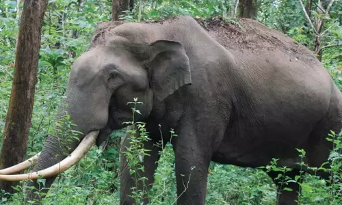 एलम्पिलेरी आवासीय क्षेत्र जंगली हाथियों के खतरे में एलम्पिलेरी आवासीय क्षेत्र जंगली हाथियों के खतरे में