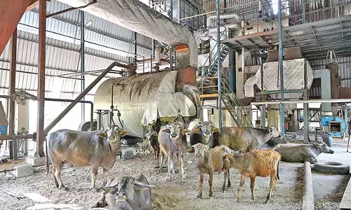 Andhra : यह भैंसों का खलिहान नहीं है ओंगोल डेयरी Andhra : यह भैंसों का खलिहान नहीं है ओंगोल डेयरी
