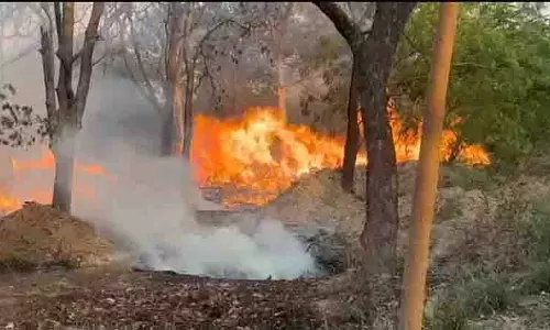 Mohali के नेचर पार्क में आग लगने से कई पेड़ जल गए