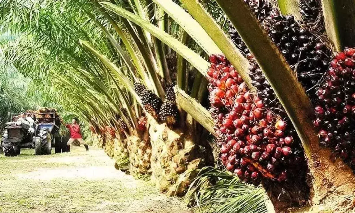 Palm oil: टिकाऊ भविष्य के लिए उच्च उपज वाला विकल्प Palm oil: टिकाऊ भविष्य के लिए उच्च उपज वाला विकल्प