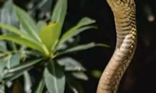 कर्नाटका सरकार ने snakebite से हुई मौतों का जिला स्तर पर ऑडिट करने का आदेश दिया