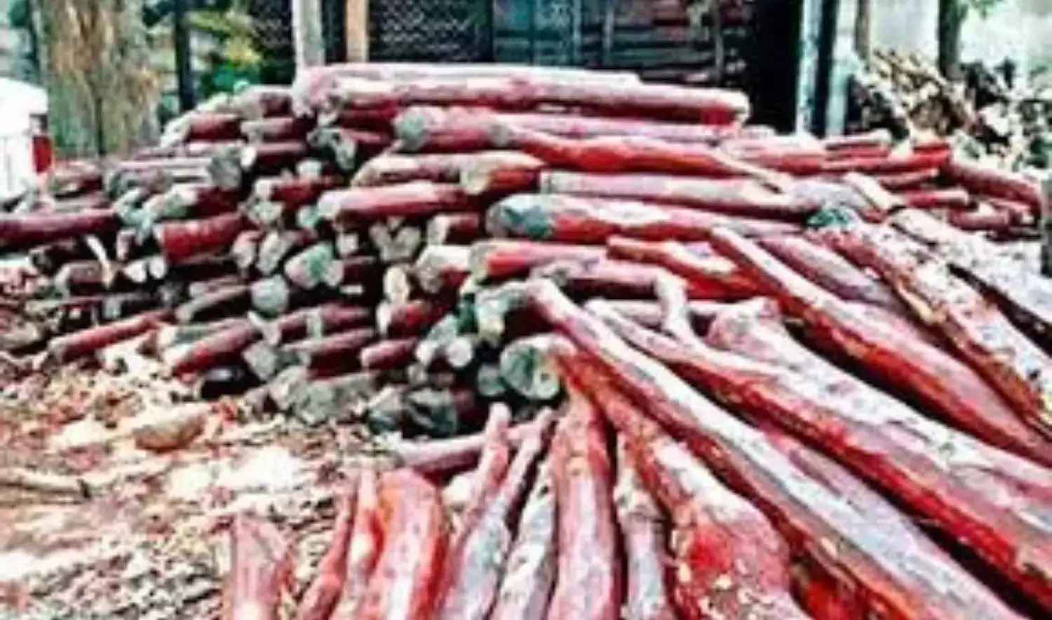 RSASTF ने 2.5 करोड़ रुपये मूल्य की लाल चंदन की लकड़ी जब्त की, 7 गिरफ्तार RSASTF ने 2.5 करोड़ रुपये मूल्य की लाल चंदन की लकड़ी जब्त की, 7 गिरफ्तार