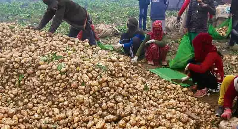 Doaba में आलू की बंपर फसल से किसान परेशान Doaba में आलू की बंपर फसल से किसान परेशान