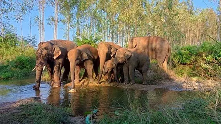 Dhenkanal में हाथियों के झुंड ने बछड़ों की रखवाली की, ग्रामीणों में दहशत Dhenkanal में हाथियों के झुंड ने बछड़ों की रखवाली की, ग्रामीणों में दहशत