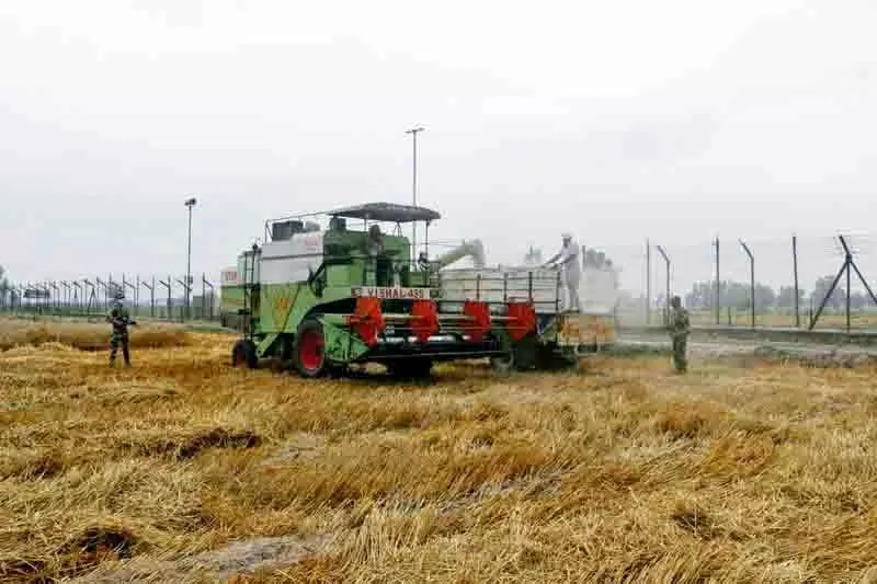 Punjab: किसानों ने बढ़ते तनाव के डर से युद्ध स्तर पर कांटेदार तार की बाड़ के पार गेहूं की कटाई की Punjab: किसानों ने बढ़ते तनाव के डर से युद्ध स्तर पर कांटेदार तार की बाड़ के पार गेहूं की कटाई की