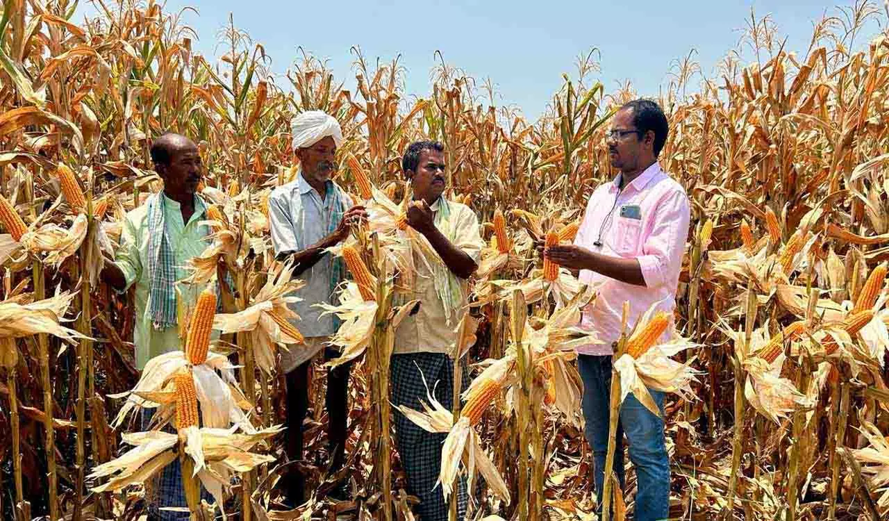 Siddipet में किसानों ने शून्य जुताई और हाथ से चलने वाले बीज ड्रिल से मक्का की बुआई कर अधिक मुनाफा कमाया Siddipet में किसानों ने शून्य जुताई और हाथ से चलने वाले बीज ड्रिल से मक्का की बुआई कर अधिक मुनाफा कमाया