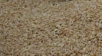 Panjab: लुधियाना में गेहूं की खरीद तेज़ी से जारी Panjab: लुधियाना में गेहूं की खरीद तेज़ी से जारी