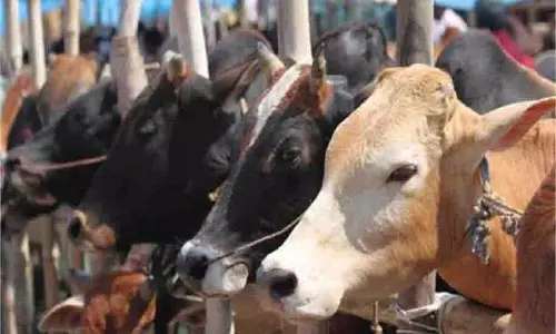Jammu-Kashmir : गायों को अवैध तरीके से ले जाया जा रहा था कश्मीर , पुलिस ने की कार्रवाई Jammu-Kashmir : गायों को अवैध तरीके से ले जाया जा रहा था कश्मीर , पुलिस ने की कार्रवाई