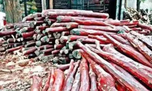 RSASTF ने 2.5 करोड़ रुपये मूल्य की लाल चंदन की लकड़ी जब्त की, 7 गिरफ्तार
