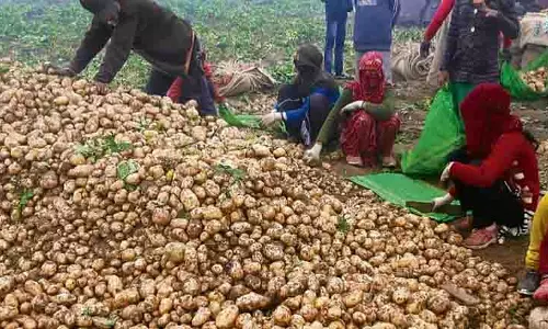 Doaba में आलू की बंपर फसल से किसान परेशान