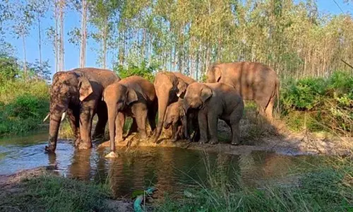 Dhenkanal में हाथियों के झुंड ने बछड़ों की रखवाली की, ग्रामीणों में दहशत Dhenkanal में हाथियों के झुंड ने बछड़ों की रखवाली की, ग्रामीणों में दहशत