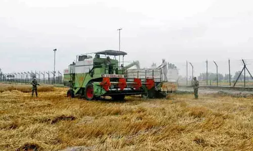 Punjab: किसानों ने बढ़ते तनाव के डर से युद्ध स्तर पर कांटेदार तार की बाड़ के पार गेहूं की कटाई की