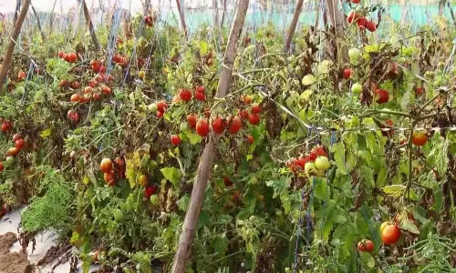 Chikkaballapur में टमाटर किसानों को रिकॉर्ड फसल के बावजूद निराशाजनक दाम मिल रहे Chikkaballapur में टमाटर किसानों को रिकॉर्ड फसल के बावजूद निराशाजनक दाम मिल रहे