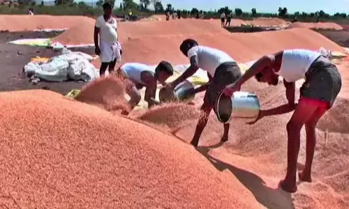 Ballari के किसान दोगुनी फसल पैदावार के बाद धान की गिरती कीमतों से परेशान Ballari के किसान दोगुनी फसल पैदावार के बाद धान की गिरती कीमतों से परेशान