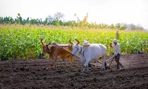 Sikar: 31 मार्च तक लिया ऋण चुकाने पर ब्याज में राहत, समाधान योजना लागू