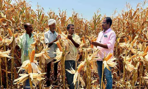Siddipet में किसानों ने शून्य जुताई और हाथ से चलने वाले बीज ड्रिल से मक्का की बुआई कर अधिक मुनाफा कमाया Siddipet में किसानों ने शून्य जुताई और हाथ से चलने वाले बीज ड्रिल से मक्का की बुआई कर अधिक मुनाफा कमाया