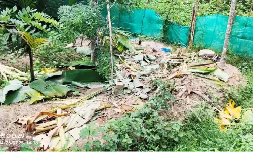 जंगली हाथियों का एक झुंड जंगल में घुस आया है; भारी फसल क्षति