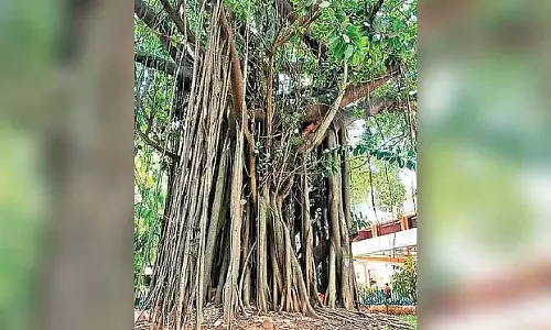 बेंगलुरु में 368 पेड़ धराशायी: कैंटोनमेंट वाणिज्यिक परियोजना पर व्यापक आक्रोश बेंगलुरु में 368 पेड़ धराशायी: कैंटोनमेंट वाणिज्यिक परियोजना पर व्यापक आक्रोश