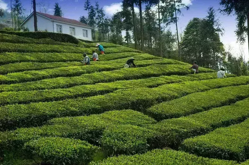 Assam : असम उत्तर बंगाल और दक्षिण भारत के चाय उत्पादकों ने एक नया समूह बनाया