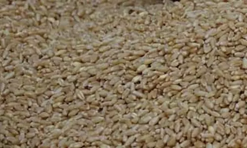 Panjab: लुधियाना में गेहूं की खरीद तेज़ी से जारी