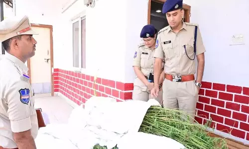 पुलिस ने 180 गांजा के पौधे जब्त किए, कीमत 18 लाख रुपये