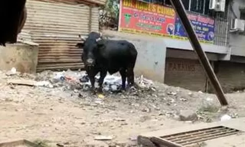 जिस भी सड़क-गली से गुजरता है यह सांड, लोग घरों में हो जाते हैं कैद जिस भी सड़क-गली से गुजरता है यह सांड, लोग घरों में हो जाते हैं कैद