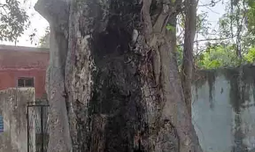 छात्रों के लिए जानलेवा बना जर्जर बरगद का पेंड़