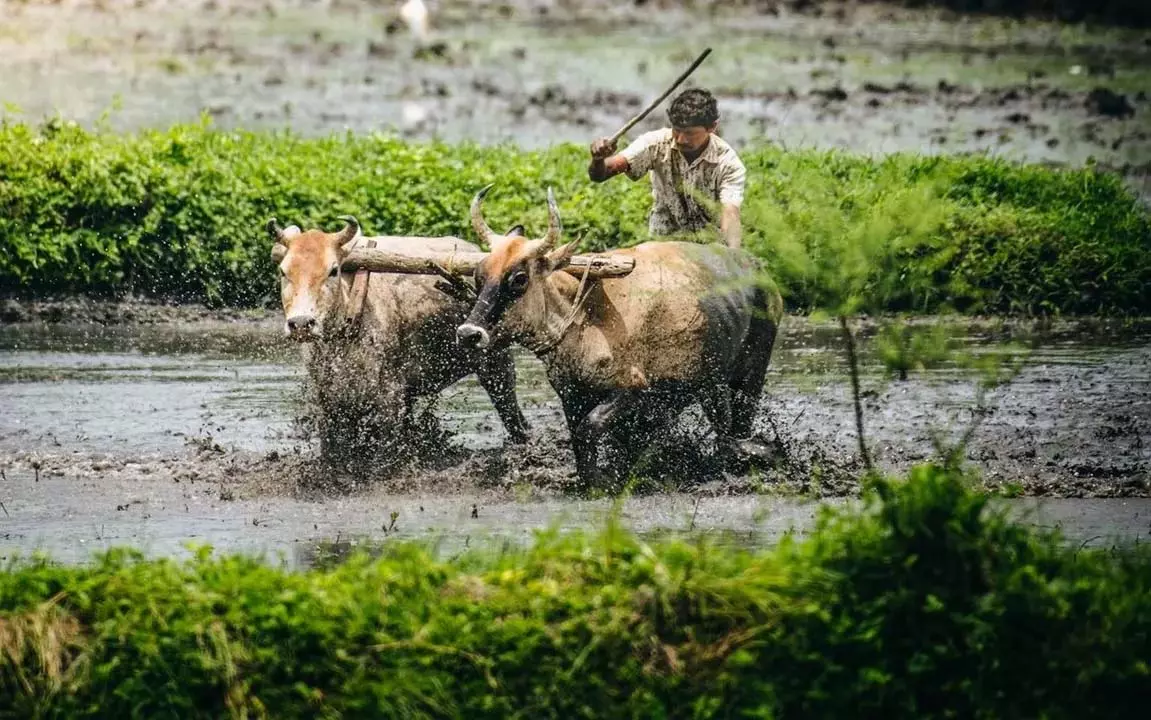 Odisha : पारंपरिक कृषि अनुष्ठानों के साथ मनाया गया कृषि त्योहार अक्षय तृतीया Odisha : पारंपरिक कृषि अनुष्ठानों के साथ मनाया गया कृषि त्योहार अक्षय तृतीया