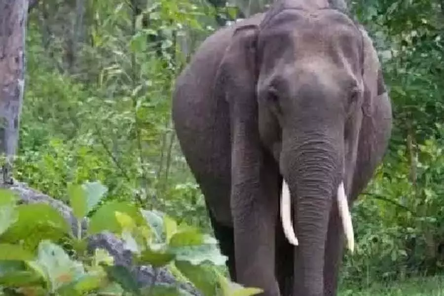 हाथी ने रबर टैपर महिला पर किया जानलेवा हमला हाथी ने रबर टैपर महिला पर किया जानलेवा हमला