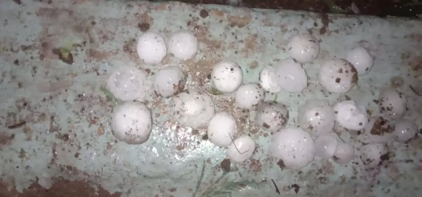 अन्नदाता के अरमानों पर गिरे ओले, फसल नुकसान से किसान मायूस अन्नदाता के अरमानों पर गिरे ओले, फसल नुकसान से किसान मायूस