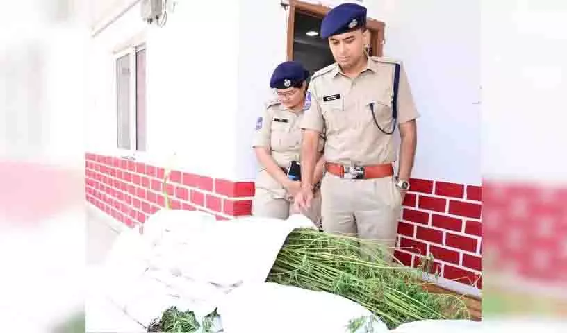 Adilabad में खेतों में गांजा की खेती करने के आरोप में चार गिरफ्तार Adilabad में खेतों में गांजा की खेती करने के आरोप में चार गिरफ्तार