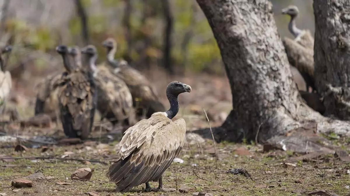 इंदौर संभाग में 75% गिद्ध दो महीने में गायब हो गए इंदौर संभाग में 75% गिद्ध दो महीने में गायब हो गए