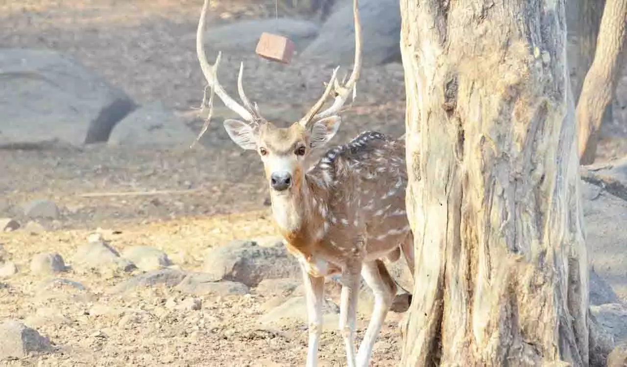 Deccan Woods एंड ट्रेल्स ने इस सप्ताहांत चार प्रकृति-संचालित अनुभवों का अनावरण किया Deccan Woods एंड ट्रेल्स ने इस सप्ताहांत चार प्रकृति-संचालित अनुभवों का अनावरण किया