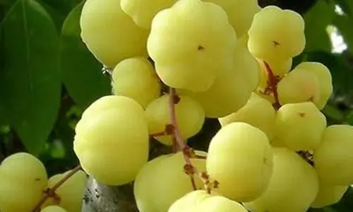 आंवला नहीं, पर उससे कम भी नहीं, सेहत और स्वाद से भरपूर स्टार गूजबेरी